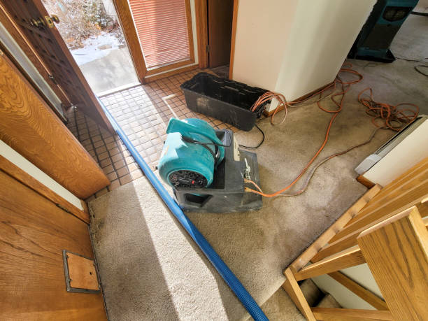 Best Mold Prevention and Remediation in USA